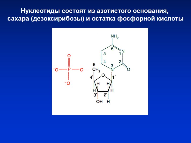 Нуклеотиды состоят из азотистого основания, сахара (дезоксирибозы) и остатка фосфорной кислоты Нуклеотиды состоят из азотистого основания, сахара (дезоксирибозы) и остатка фосфорной кислоты
